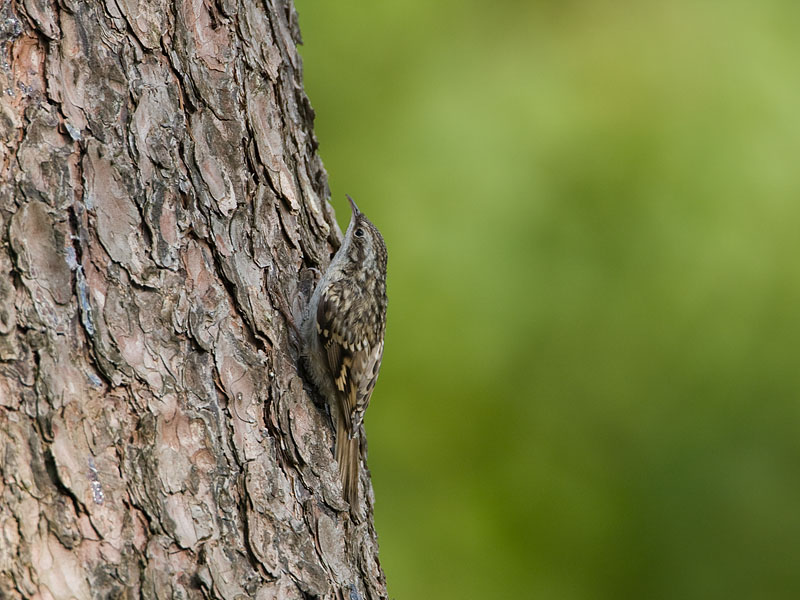 Certhia brachydactyla Boomkruiper Short-toed Treecreeper